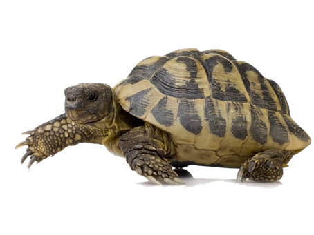 A influência da temperatura na reprodução das tartarugas