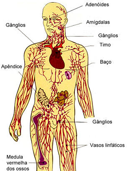 Intestino sempre in movimento