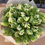 Thumbnail: Tulips
