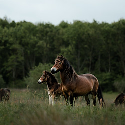 Soul of the Herd -12.jpg