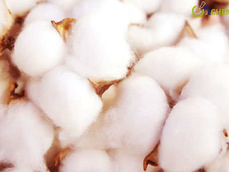 Cotton Prices, Trends, Chart, Market Analysis, Latest News & Forecast 2026
