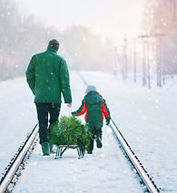 Collecting Christmas Tree