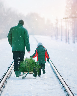 Coletando Árvore de Natal