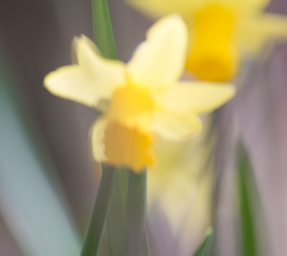 narcis, de poort