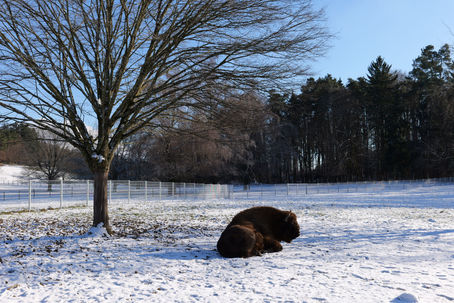 Wild- und Freizeitpark Allensbach
