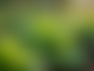 Regenerative Gardening: A Path to Eco-friendly Living