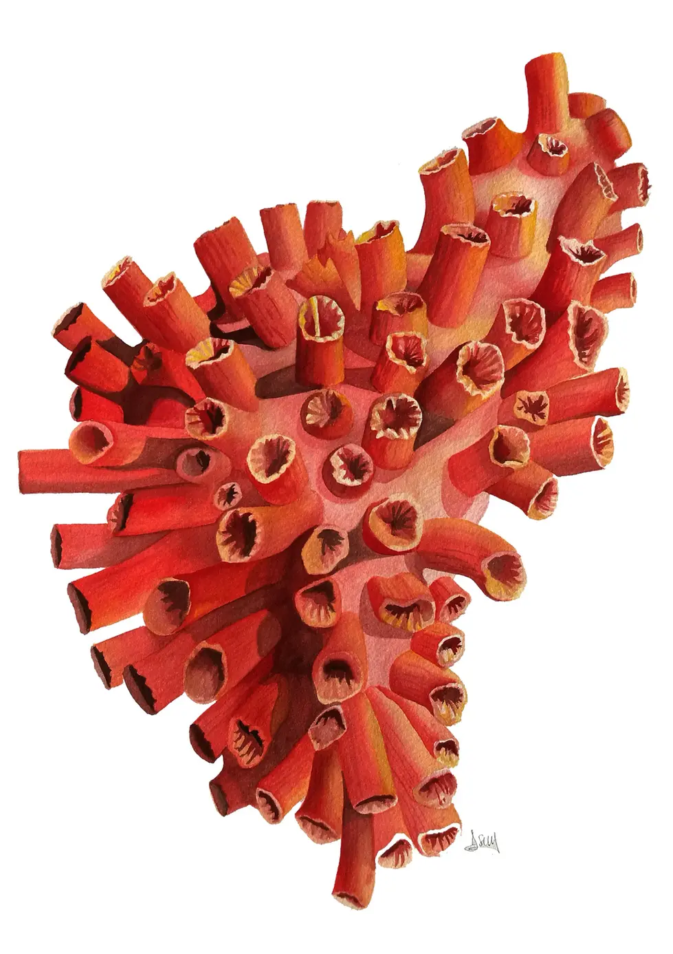 Sun Coral.