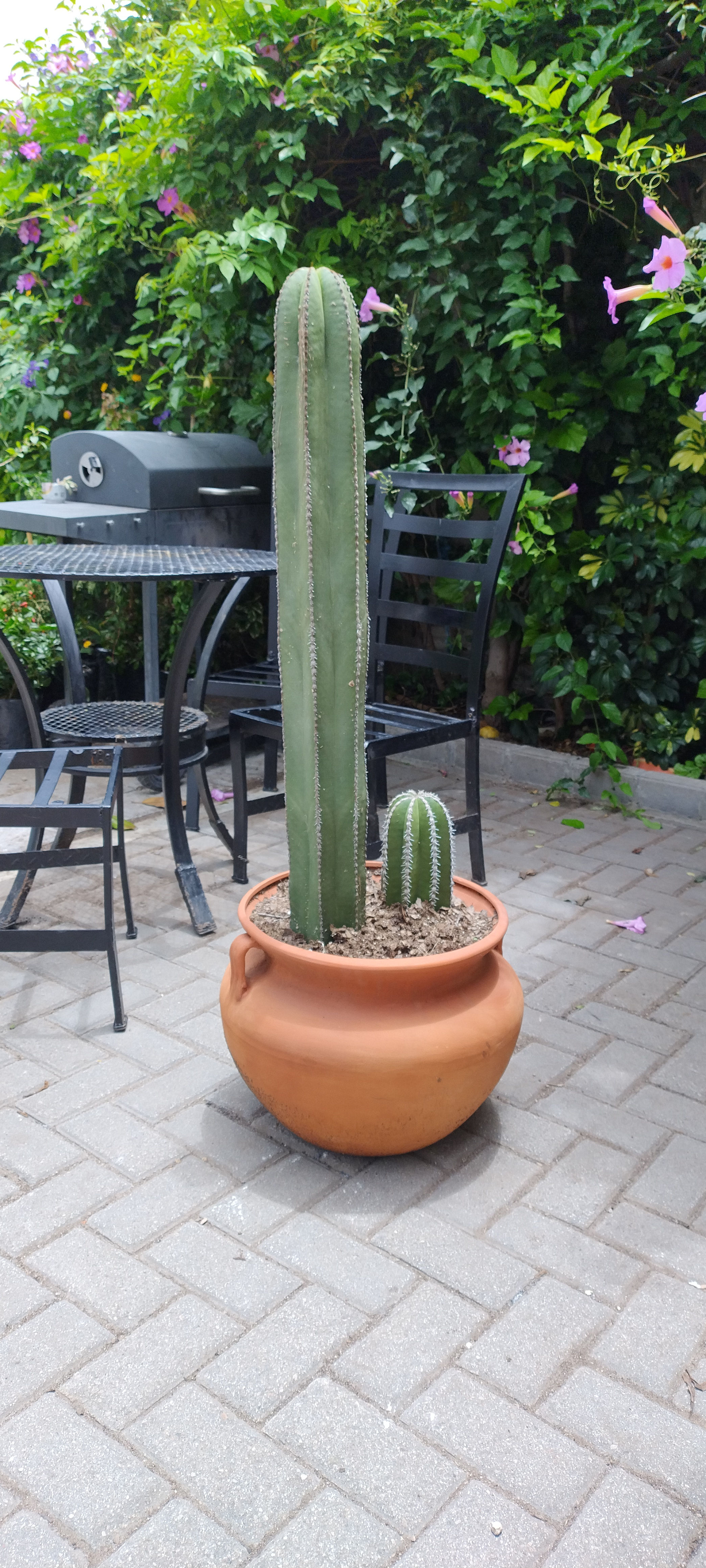 Cactus Órgano  en Maceta de Barro OSP. Altura Total 1.40m.