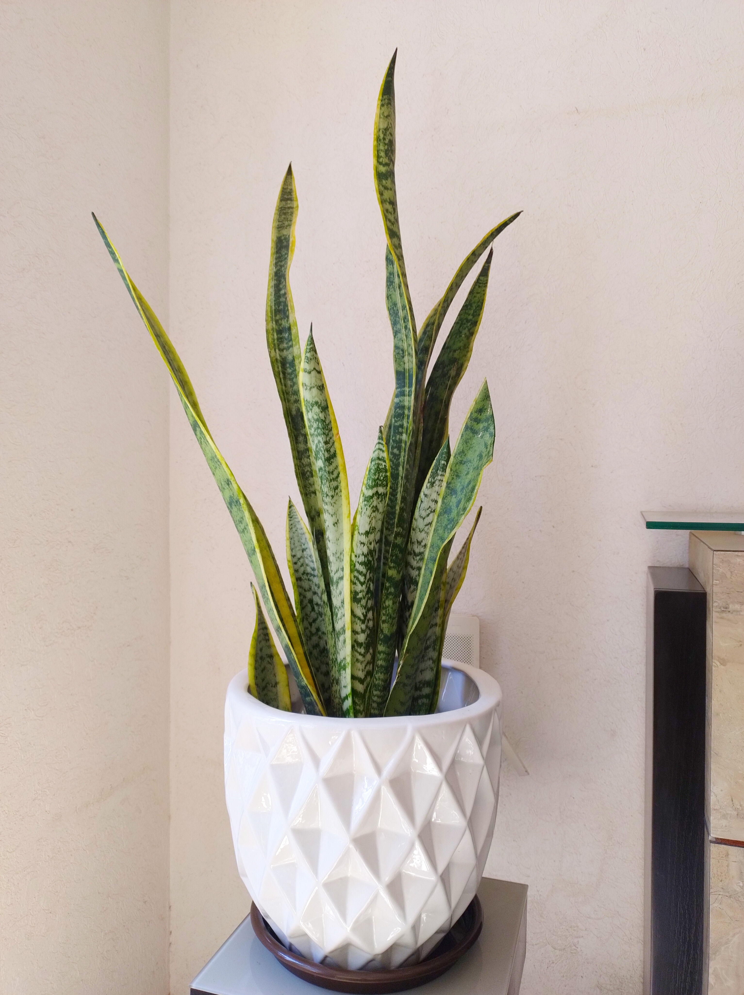 Espada en Maceta de Cerámica RB