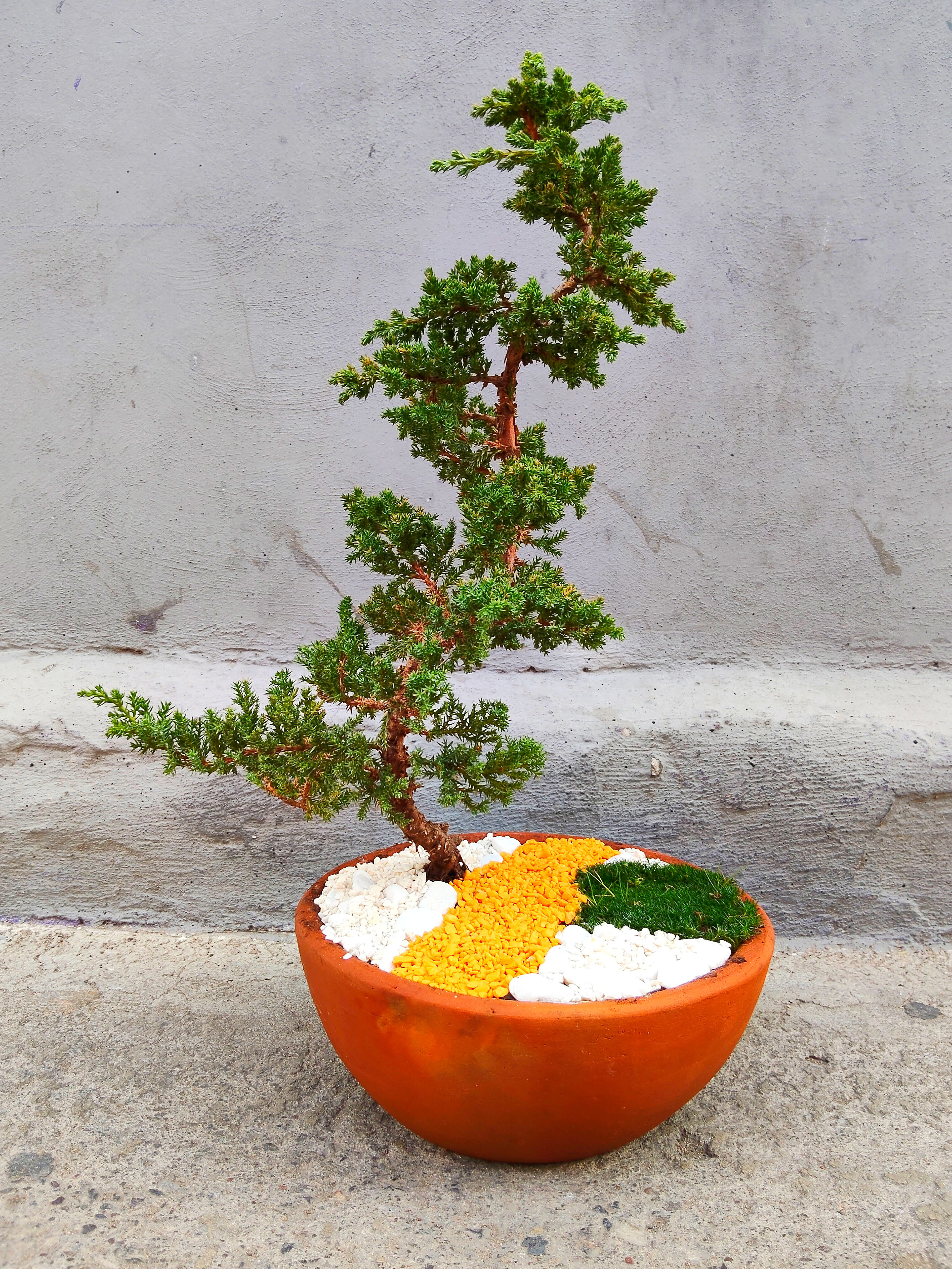 Bonsái Junípero Green Mountain Grande. Altura Total 55cm