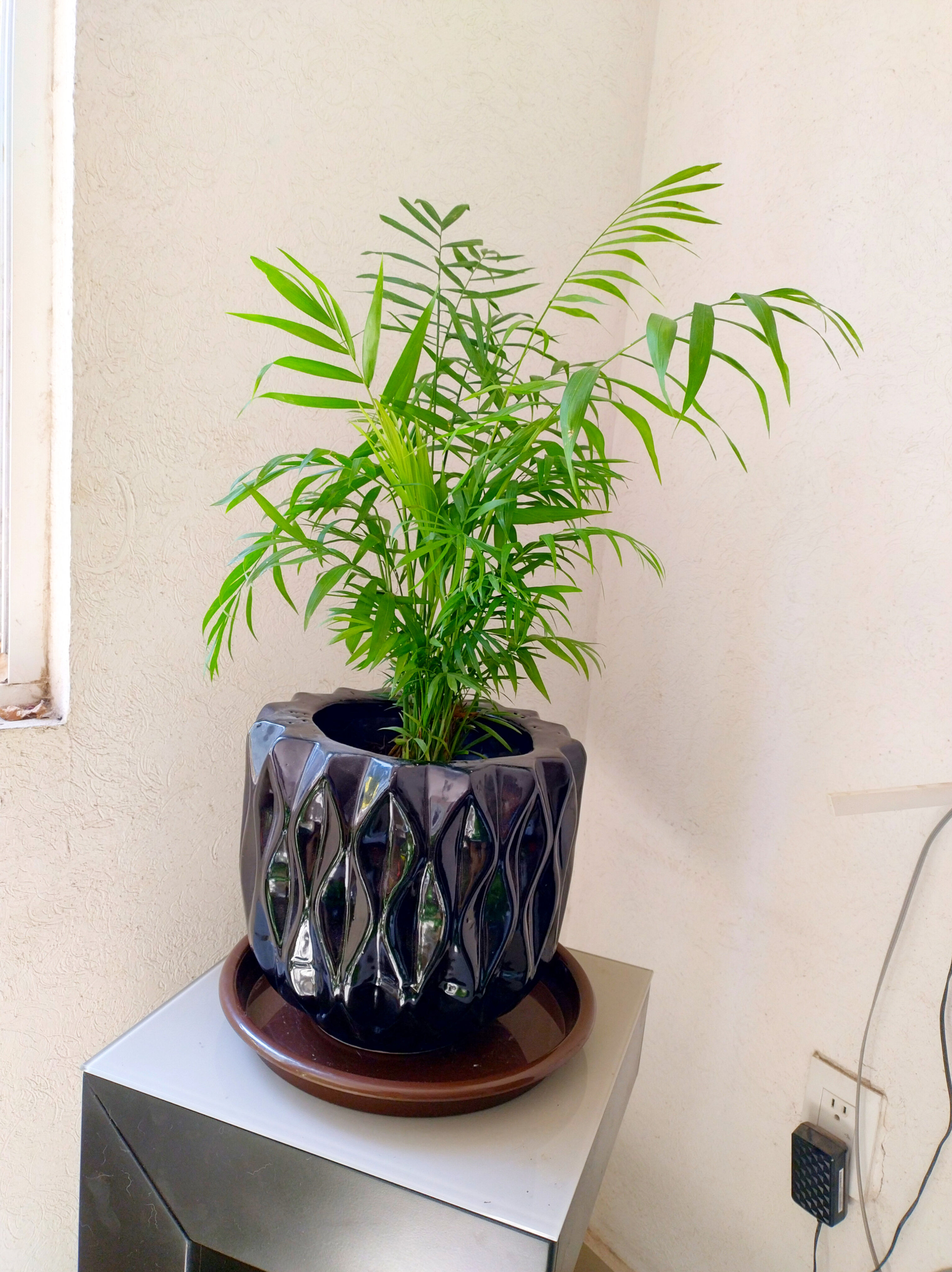 Palma Camedor en Maceta de Cerámica CHRN.