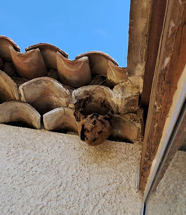 Nid de frelons asiatiques à l'extérieur d'une maison