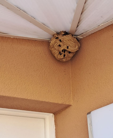 Nid frelons asiatiques plafond.jpg
