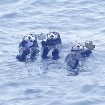 Otter Vault Immigration