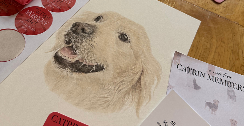 realistic coloured pencil drawing of a golden retriever 