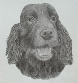realistic custom pet portrait of a cocker spaniel in graphite pencil black and white