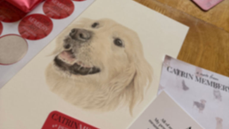 realistic coloured pencil drawing of a golden retriever