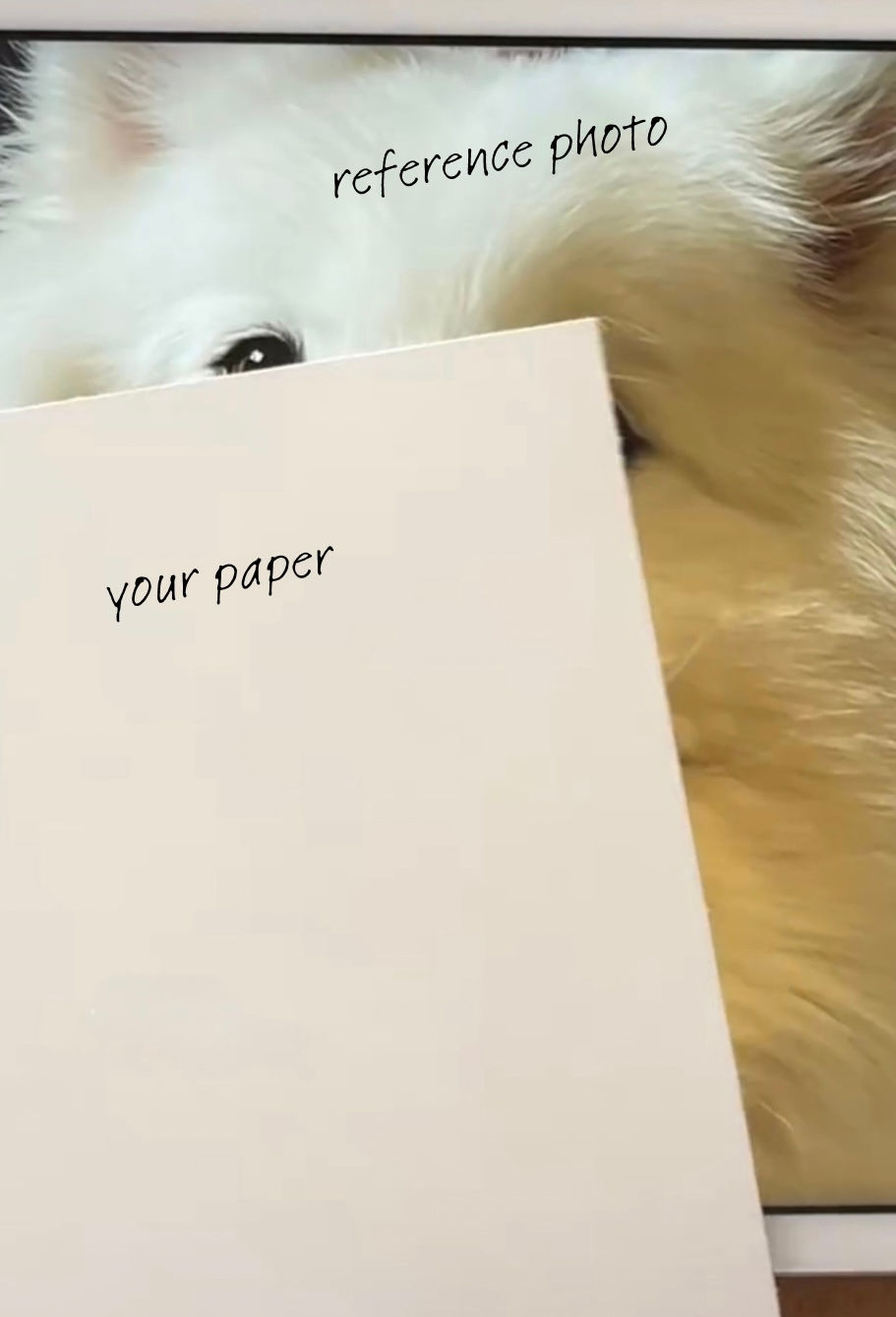 White fluffy animal partially visible behind blank paper labeled "your paper"; top image text reads "reference photo."