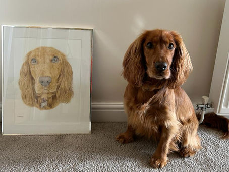 Ginger cocker spaniel sitting with realistic custom portrait