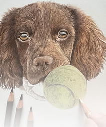 Realistic coloured encil drawing of spaniel puppy holding a tennis ball, how to order custom pet portrait