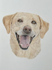 Realistic memorial dog portrait of a yellow labrador smiling
