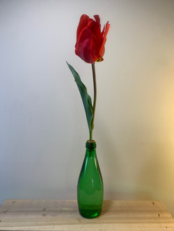 Tulipa 'Oxford'- Reuwai Hanewald