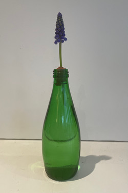Muscari armeniacum - Victoria Hamilton