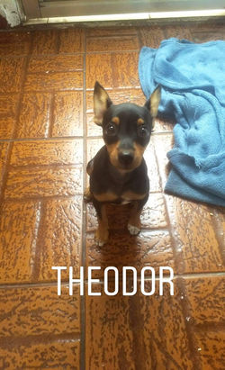 Theodor