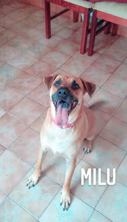 Milu