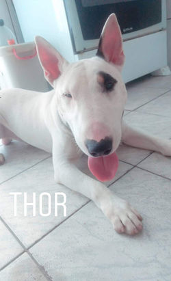 Thor