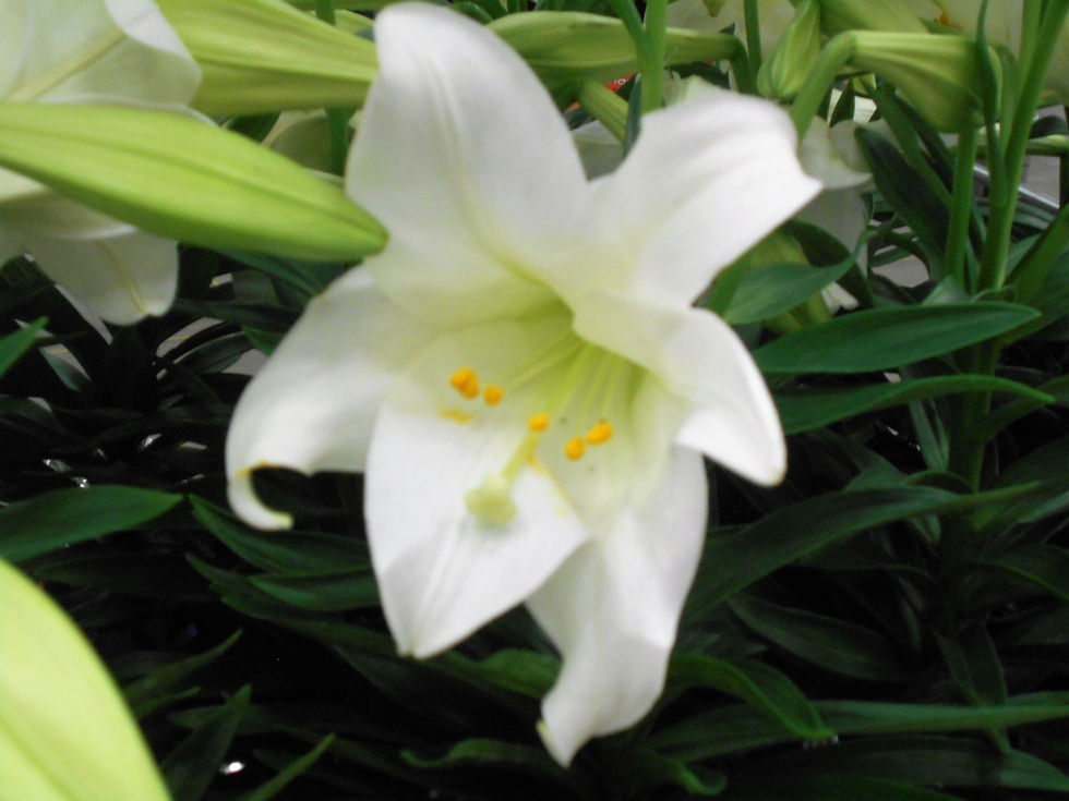 Easter Lily