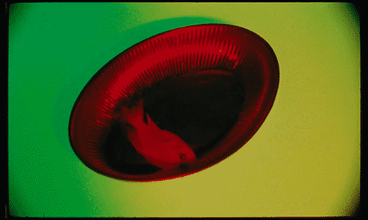 SARRACENIA_OFFLINE-low-2.gif