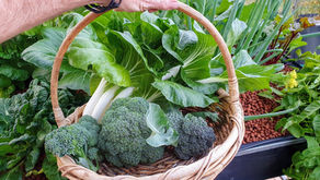 Leftovers With Chinese Noodles & Greens