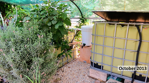 Aquaponic System