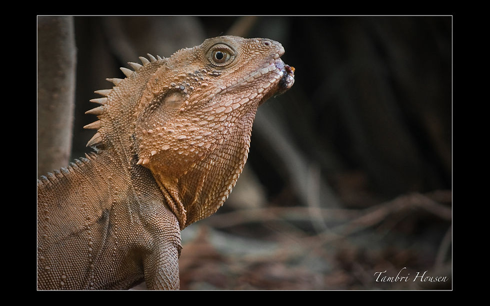 lizard-1.jpeg
