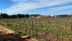 Pombal vineyard