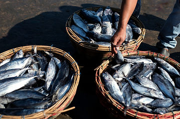 MAnna Sea Foods (2)_edited.jpg