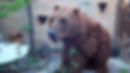 1st Year University Project Bear Costume
