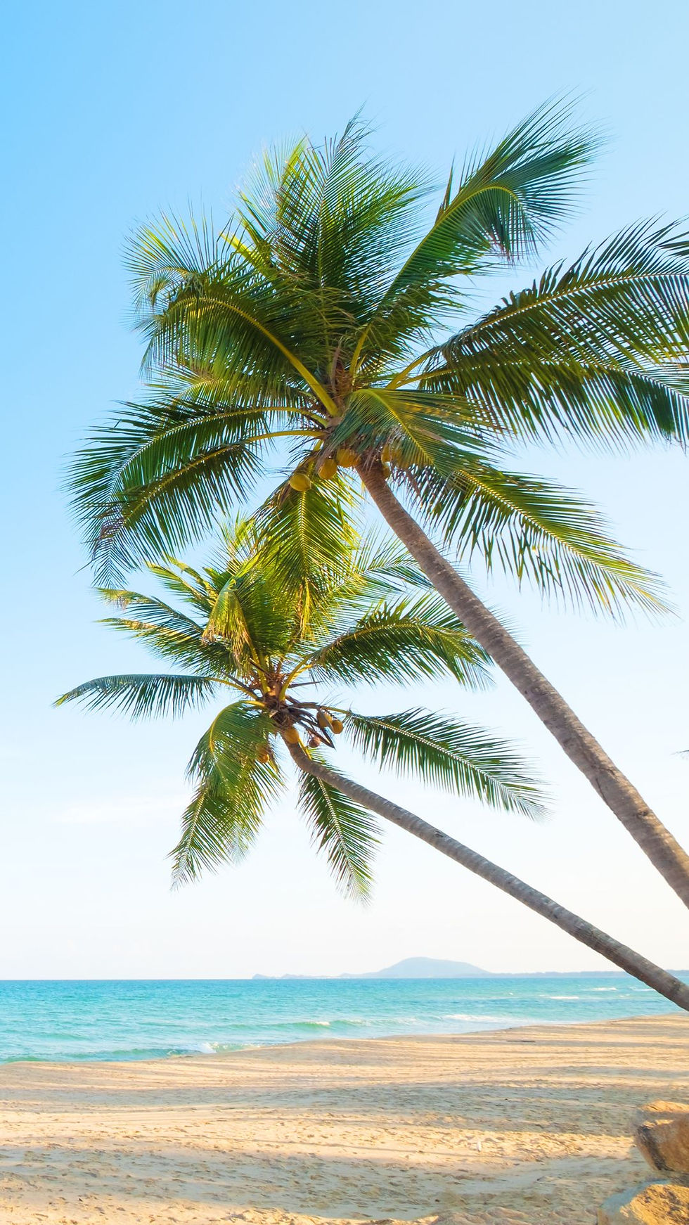 Palm trees on a white sand beach with a blue sky behind.