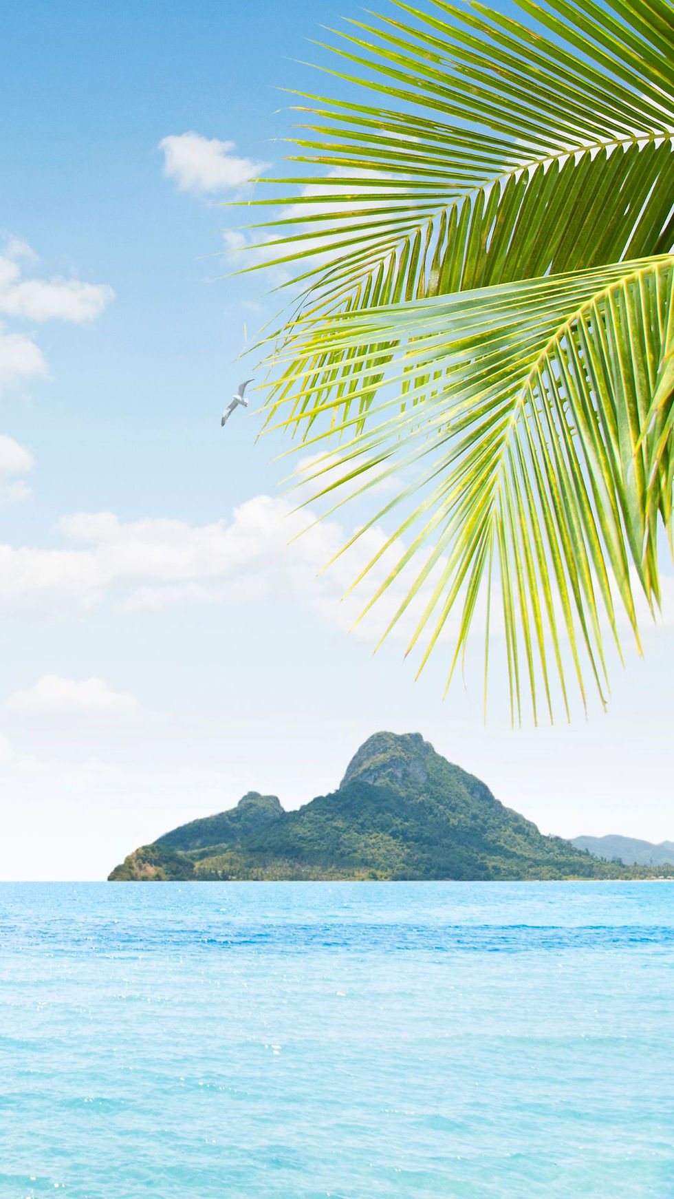 Palm trees agains a blue sky with ocean and an island in the background.