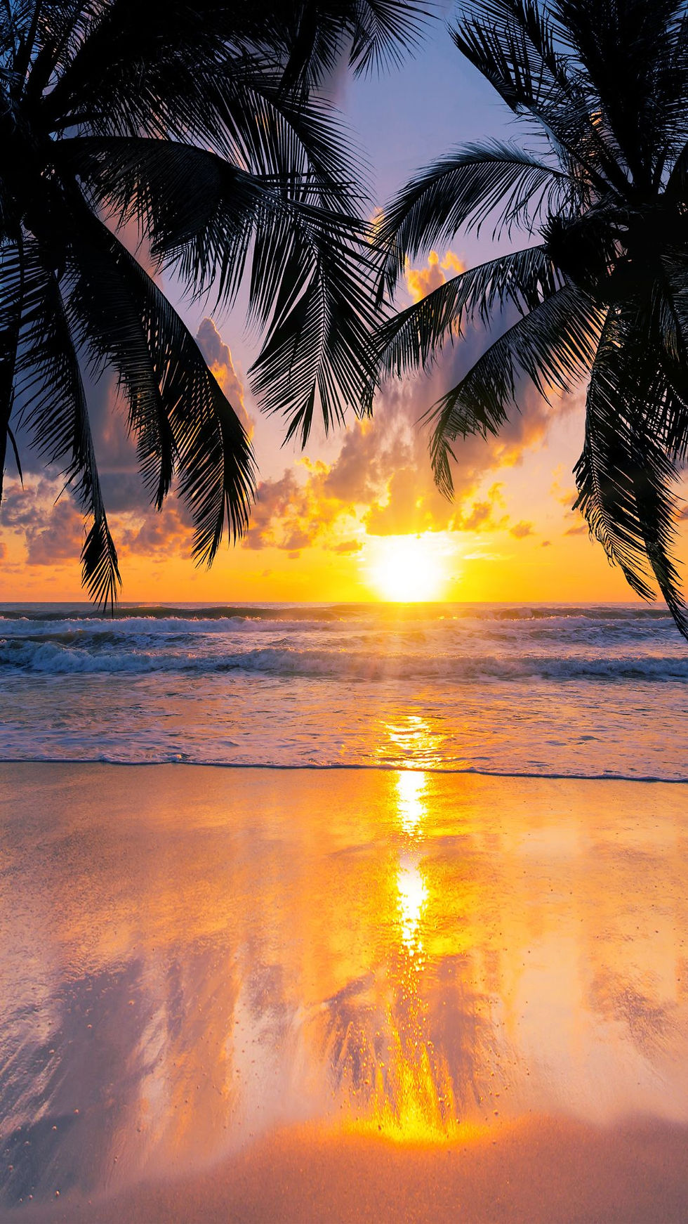 A beautiful orange sunset over the ocean with palm trees silhouetted agains the colorful sky.