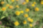 Färber-Hundskamille Anthemis tinctoria