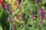 Blutweiderich Lythrum salicaria