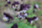 Dunkle Akelei Aquilegia atrata