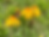 Arnika Arnica montana