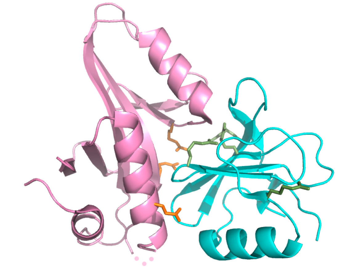 Structure of a Core UvrA-Mfd complex