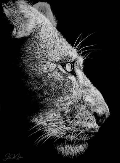 white charcoal drawing on black paper of a lioness, 'Luma'