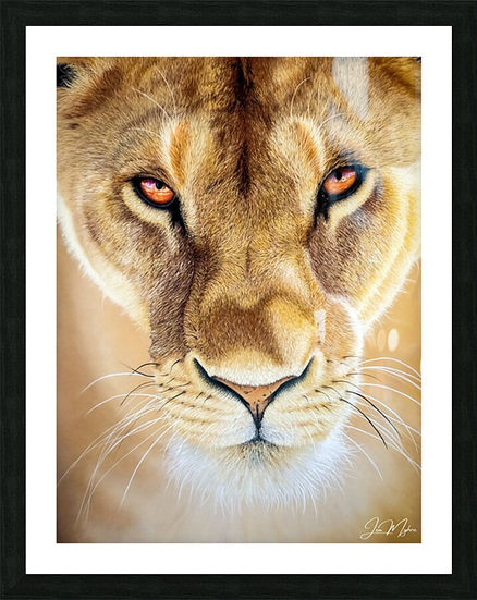 ‘Power,’ lioness artwork, as a framed print with white matting hanging on a white wall.