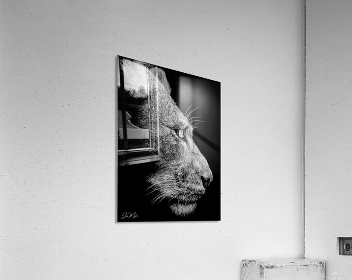 white charcoal drawing with black background of a lioness, 'Luma' as a HD metal print with glossy surface