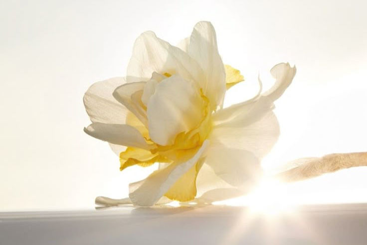 美しい生命力を感じながら過ごす日